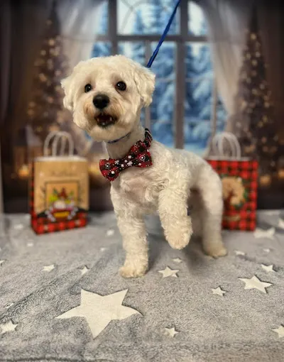 Hello Pieski Psi fryzjer